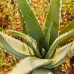 Aloe Vera plante fra Forevers egene plantager