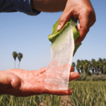 Forever Aloe Vera Drik er fremstillet udelukkende af indergelé fra håndhøstet aloe vera på Forevers egne marker